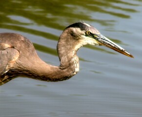 Great blue heron spotting a fish