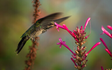 colibrí  al vuelo © Joel
