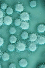 Macro closeup of lab petri dish reveals bacteria and virus cells. Science, complexity, research concept created with generative AI.