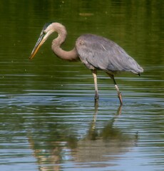 Great blue heron fishing 