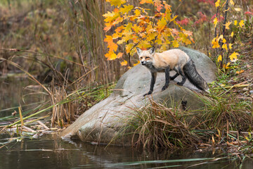 Red Fox (Vulpes vulpes) Balances on Island Rock Autumn