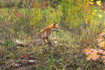 Wet Red Fox (Vulpes vulpes) Sits in Weeds Looking Right Autumn