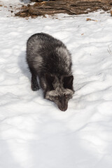Silver Fox (Vulpes vulpes) Runs Forward Head Down Winter