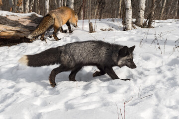 Red and Silver Fox (Vulpes vulpes) Run About in Snow Winter