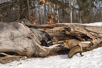 Red and Silver Fox (Vulpes vulpes) Sniff About Inside Log Winter
