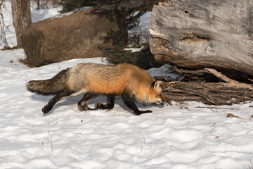 Red Fox (Vulpes vulpes) Runs Right Near Log Winter
