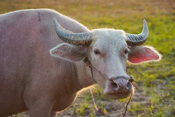 Cercles muraux Buffle A white buffalo in a rice field. Thailand