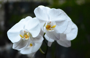 White orchid flowers blooming.