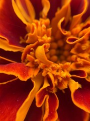 Interior de una flor roja y naranja intensos. Detalles macro de estambre y antenas. Fotografía con...