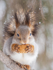 Fototapeta premium The squirrel with nut sits on tree in the winter or late autumn