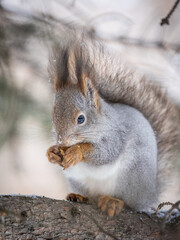 The squirrel with nut sits on tree in the winter or late autumn