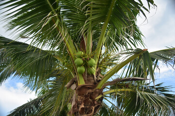 Obraz premium coconut on the coconut tree