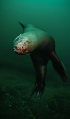 Sea Lion Swimming Underwater in the Pacific Ocean on the West Coast. Hornby Island, British Columbia, Canada.