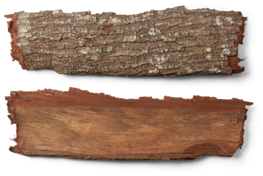 outermost layer of tree trunk, reddish brown hardwood tree bark isolated, both sides of rough, textured bark, natural signpost for graphic designing
