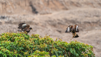 Two Harris hawks hunting in the treetops