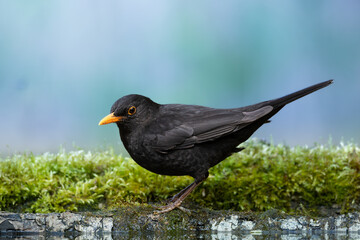 male Blackbird Turdus merula on the forest puddle amazing warm light sunset sundown