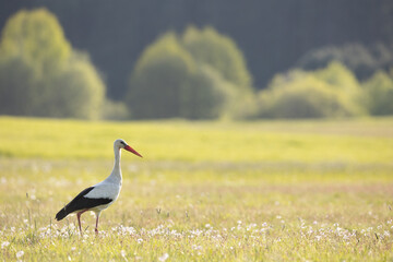 Bird White Stork Ciconia ciconia hunting time early spring in Poland Europe