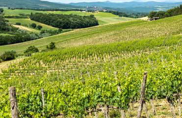 Fototapeta na wymiar rural landscape of Tuscany region of central Italy with vineyards in spring time, hills and cultivation - central Italy - Europe
