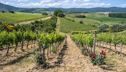 rural landscape of Tuscany region of central Italy with vineyards in spring time, hills and...