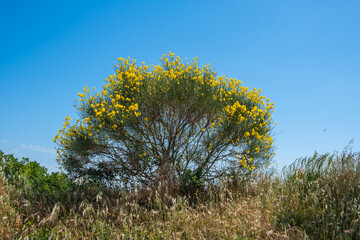 yellow flowering wild gorse bush on blue sky - Spartium junceum
