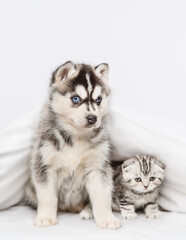 A small blue-eyed husky puppy and a tabby kitten of a Scottish breed sitting under a blanket at home