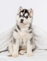 A small blue-eyed husky puppy lying under a blanket at home and laying his head on the bed with his paws outstretched.