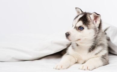 Little husky puppy lying under a blanket at home and raising his head