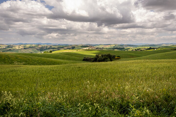Fototapeta premium Landscape of Tuscany, hills,meadows and vineyards, central Italy - Europe - rural landscape of Italy