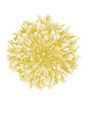 colorfull of flower vector 