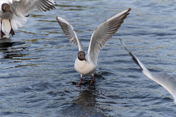 Seagulls snatch bread from each other in the city pond