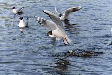 Fototapeta na wymiar Seagulls snatch bread from each other in the city pond
