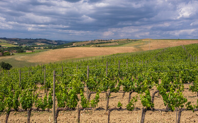 Fototapeta na wymiar Landscape of Tuscany, hills,meadows and vineyards, central Italy - Europe - rural landscape of Italy