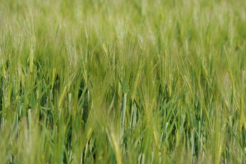 green field of bearded barley growing in countryside