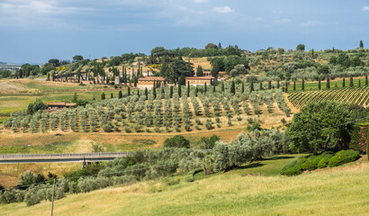 Fototapeta na wymiar Tuscany landscape with hills,vineyard and olive tree fields - Siena province, central Italy - Europe