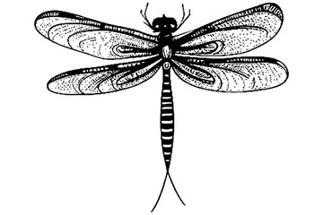 dragonfly illustration