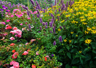 flowers in the garden