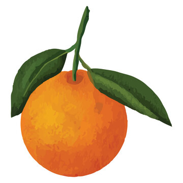 Whole orange, sliced orange, splash orange juice, drop orange oil, Orange leaves Clip art Element Transparent Background
