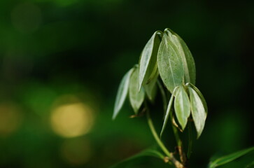 シロダモの若葉