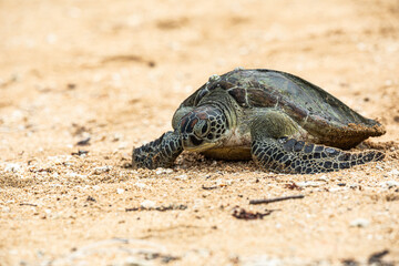 Hawksbill sea turtle going back into the water coming from the beach after laying eggs. 