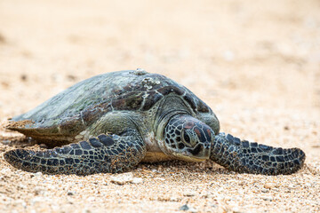 Hawksbill sea turtle going back into the water coming from the beach after laying eggs. 