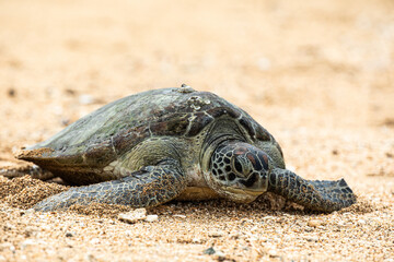 Hawksbill sea turtle going back into the water coming from the beach after laying eggs. 