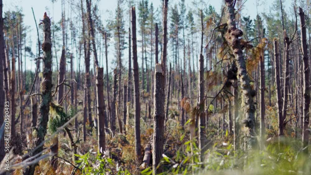 Poster pine forest with trunks destroyed by storms