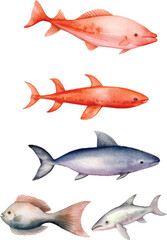 fish isolated on white background