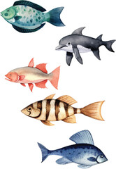 fish isolated on white background