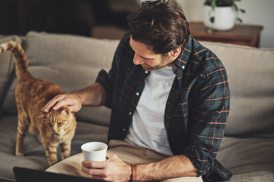 Love, coffee and man with his cat on a sofa to relax and bond together in his modern home. Rest, animal and male person rubbing his kitten pet with care while drinking a latte in living room at home. - Powered by Adobe