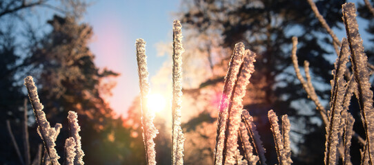 Frozen grass at sunrise close up.Winter wonderland.A calm, frozen winter sunset scene. Amazing nature background.