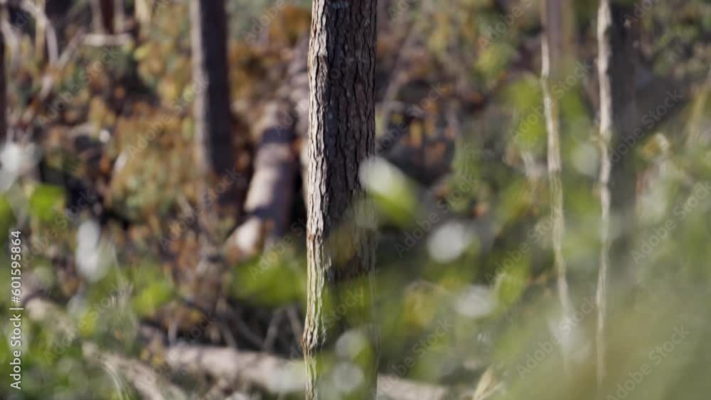 Poster tree trunk destroyed by dyclone in the forest