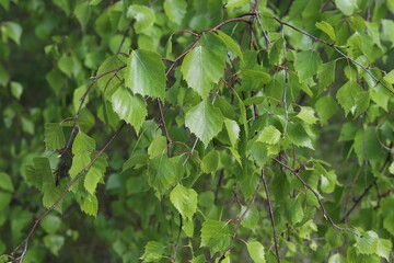Leafs of Betula pendula tree, silver birch, spring. - obrazy, fototapety, plakaty