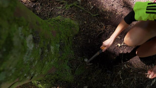 Setting Possum Trap at the Base of Tree with Hammer