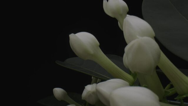 Macro close up of closed Mirabilis jalapa white flowers with black background behind